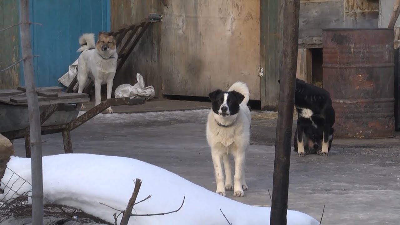 Ульяновские школьники скатились до троек, помощь бездомным животным, планирование детского отдыха