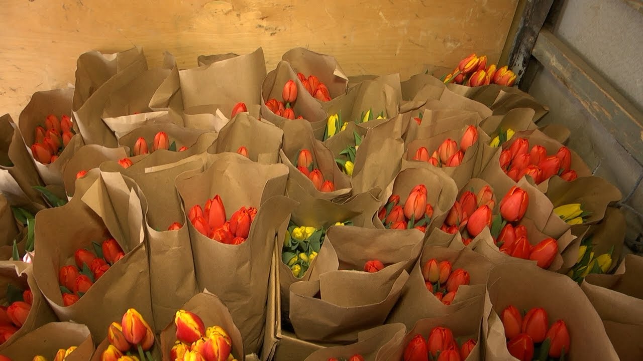 «Вам, любимые»: 9 тысяч тюльпанов для дам от волонтеров