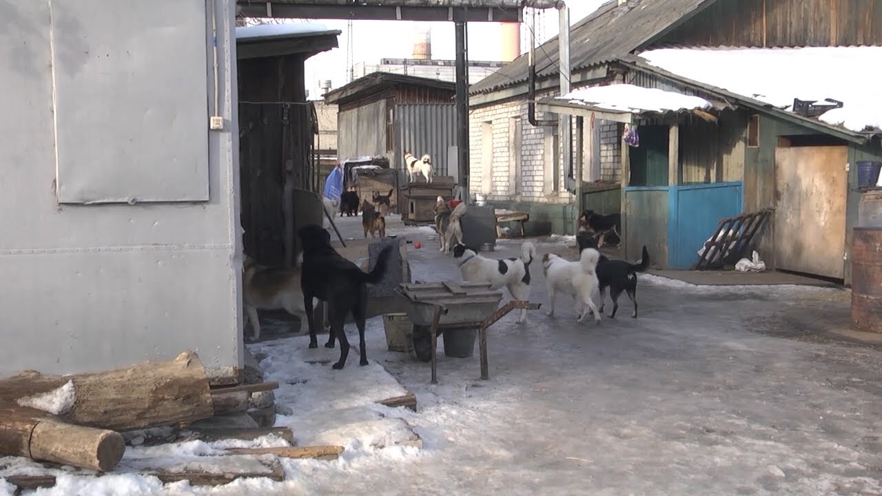 Убить или помиловать? Судьба собак в Ульяновской области