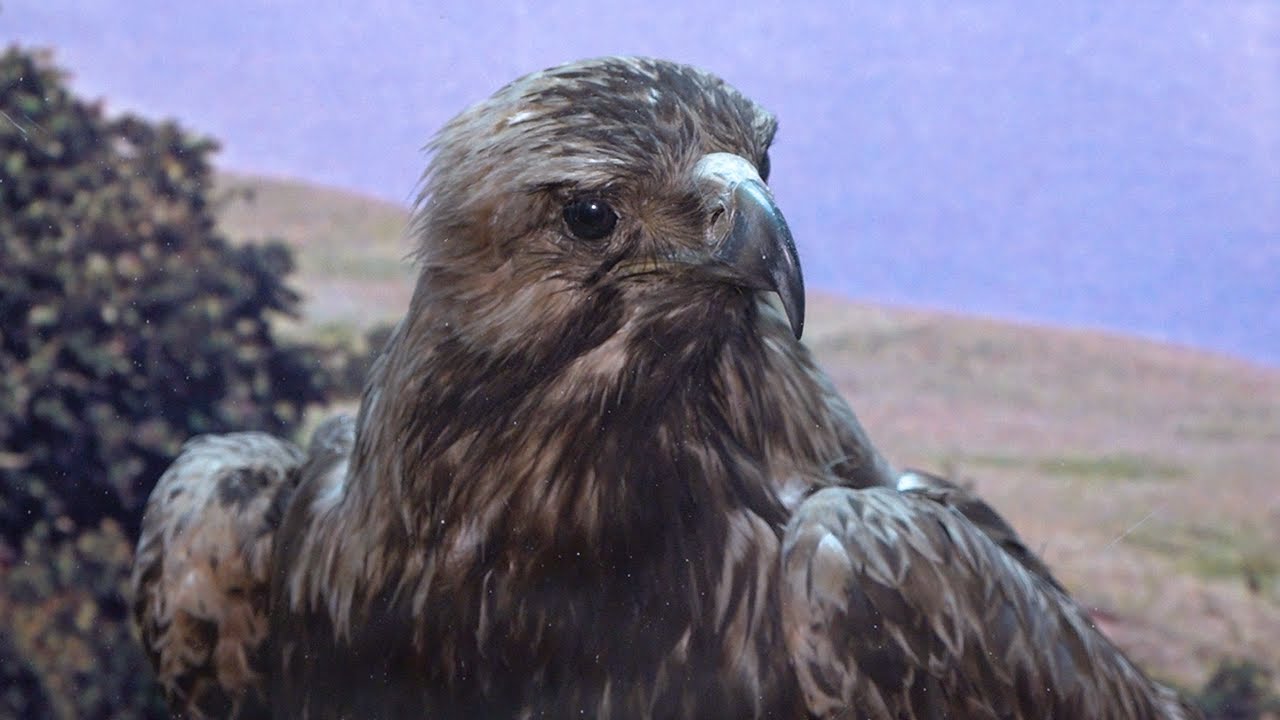 В тени Солнечного орла. В этом музее не бывает скучно