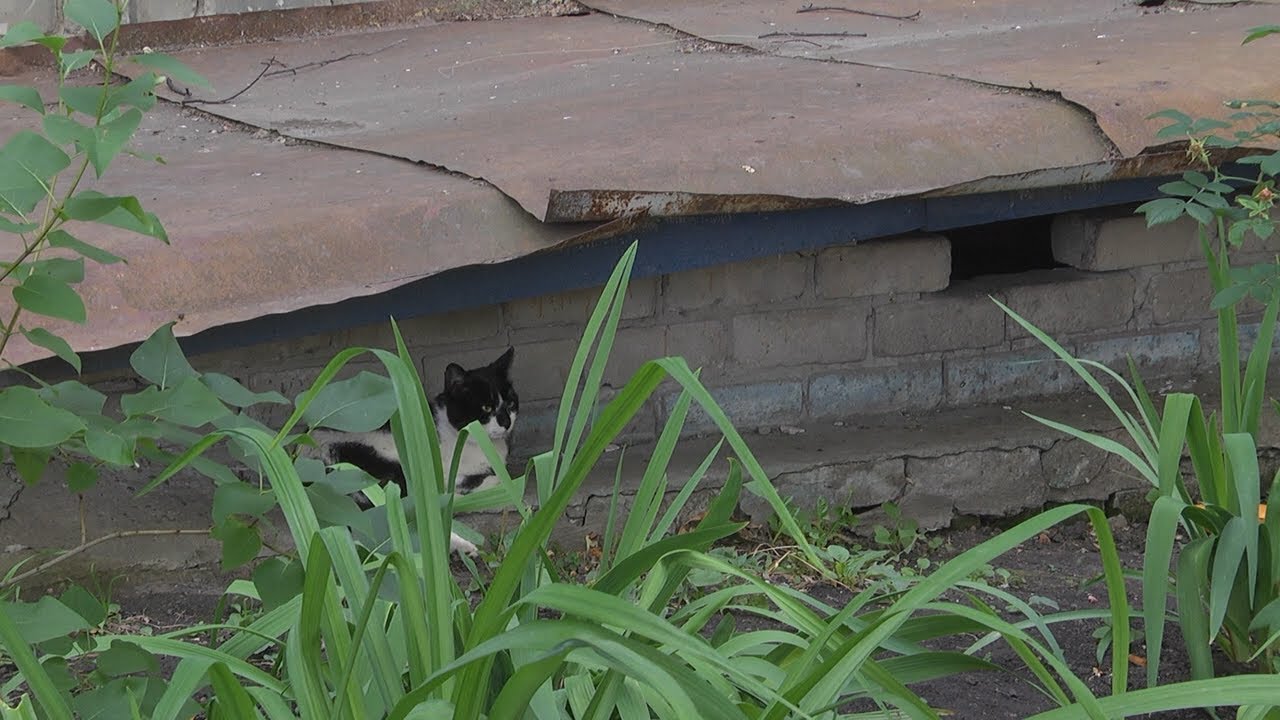 Кошки взаперти. Ульяновцы спорят из-за продухов в подвалах домов