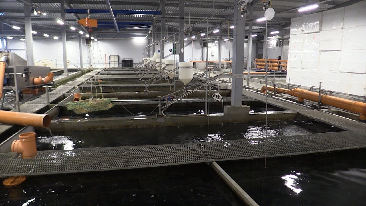 Дети на дороге, вода и рыба, готовность к зиме