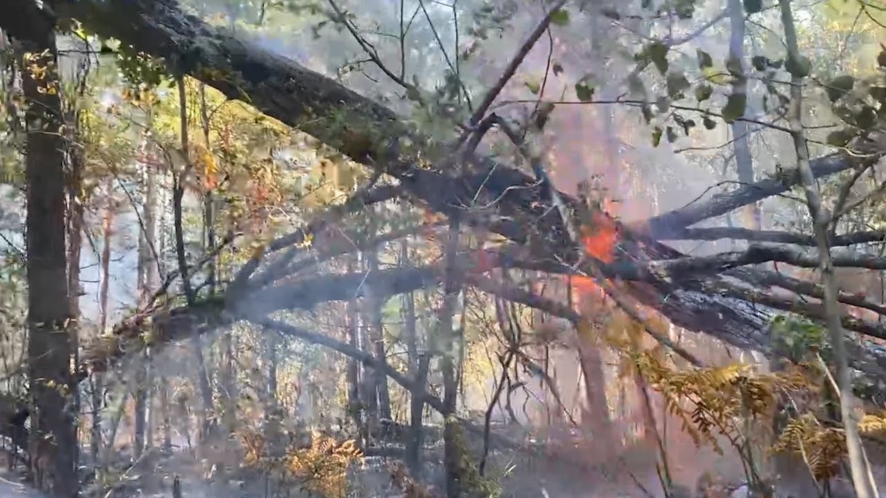 Огонь в лесу, дымы в Заволжье. Выяснили — откуда смог в левобережной части Ульяновска