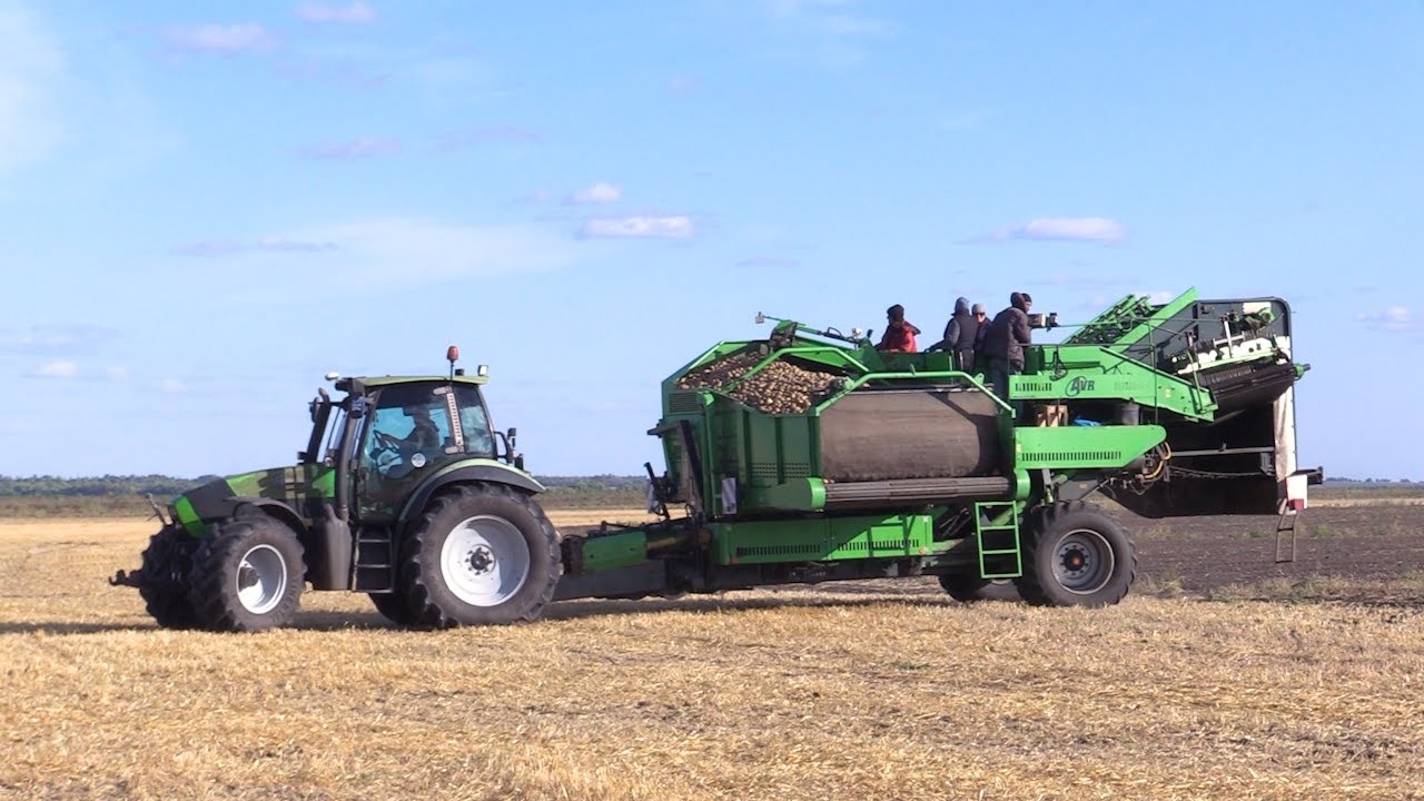 Картошки хватит на всех. Аграрии продолжают собирать урожай