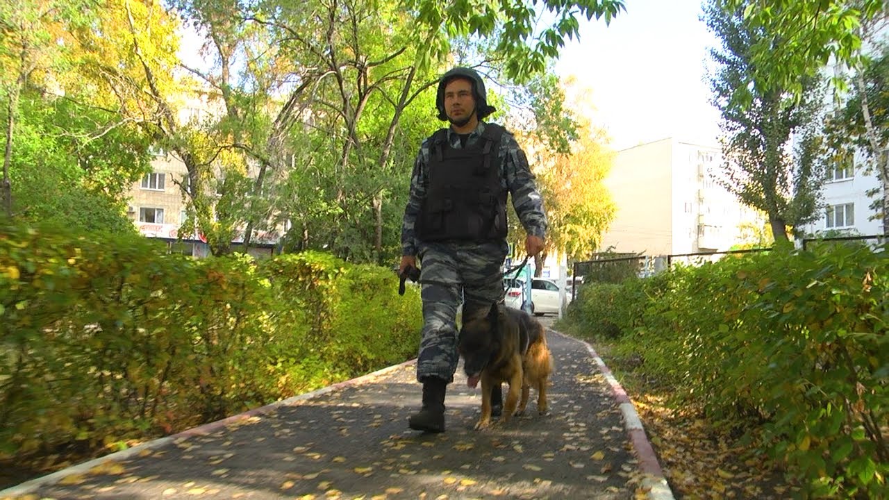 Предвыборная собака. Кинологи проверяют избирательные участки