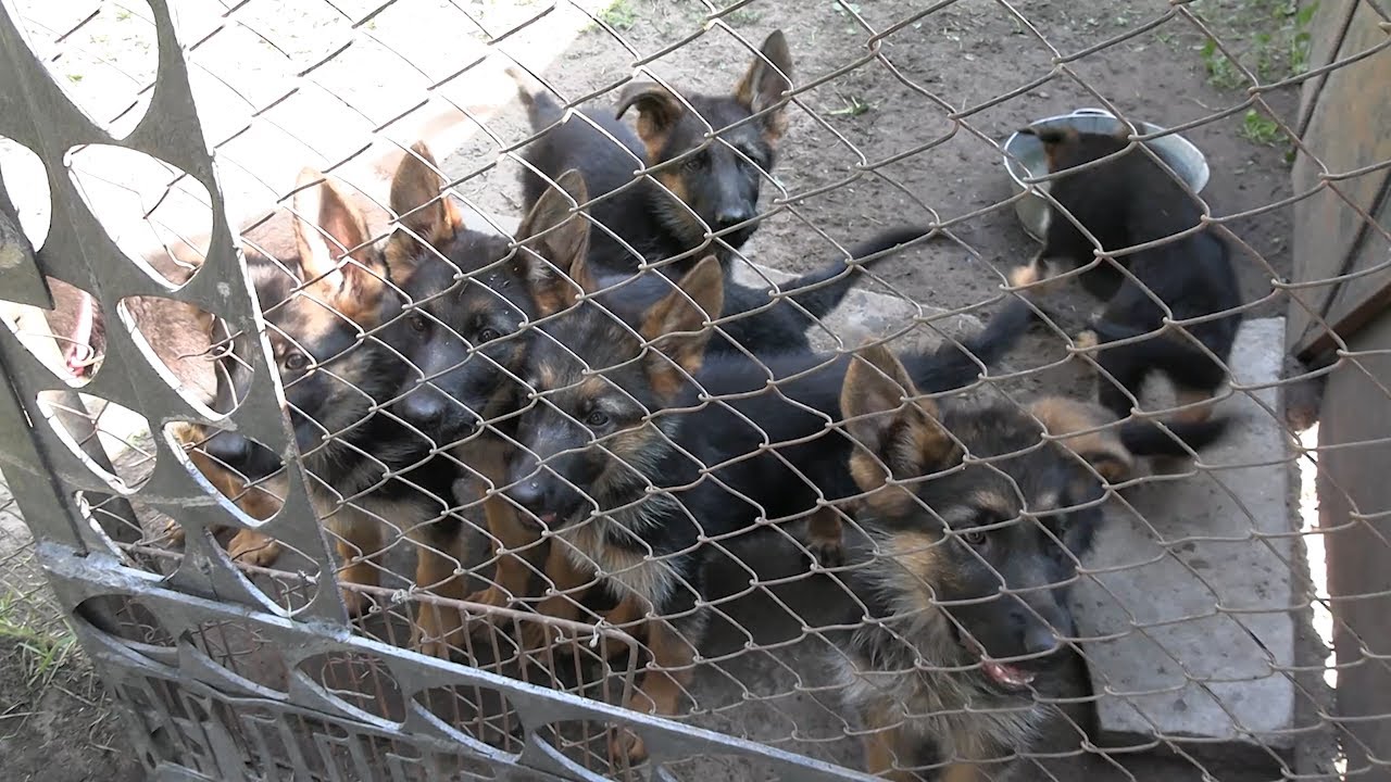 Будущая стража — в питомник при димитровградской колонии доставили щенков сторожевых собак