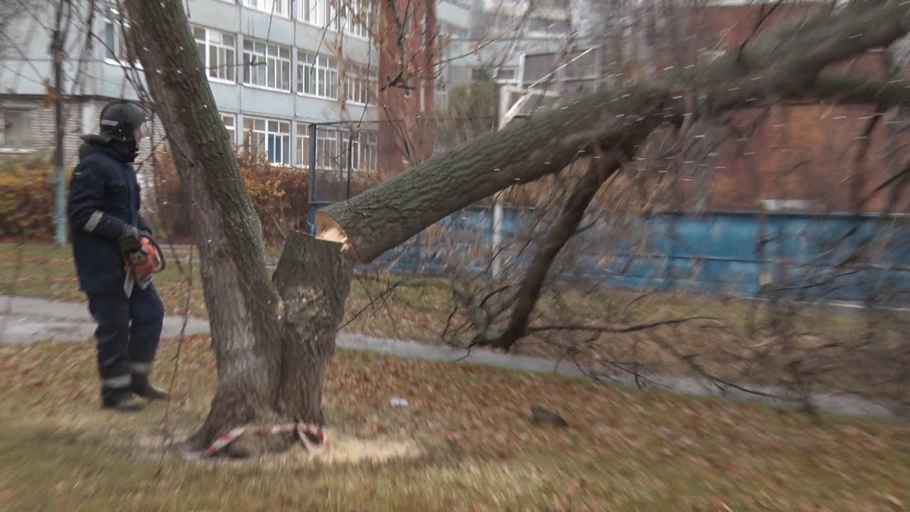 Тысячи аварийных деревьев пошли «под нож» в Ульяновске