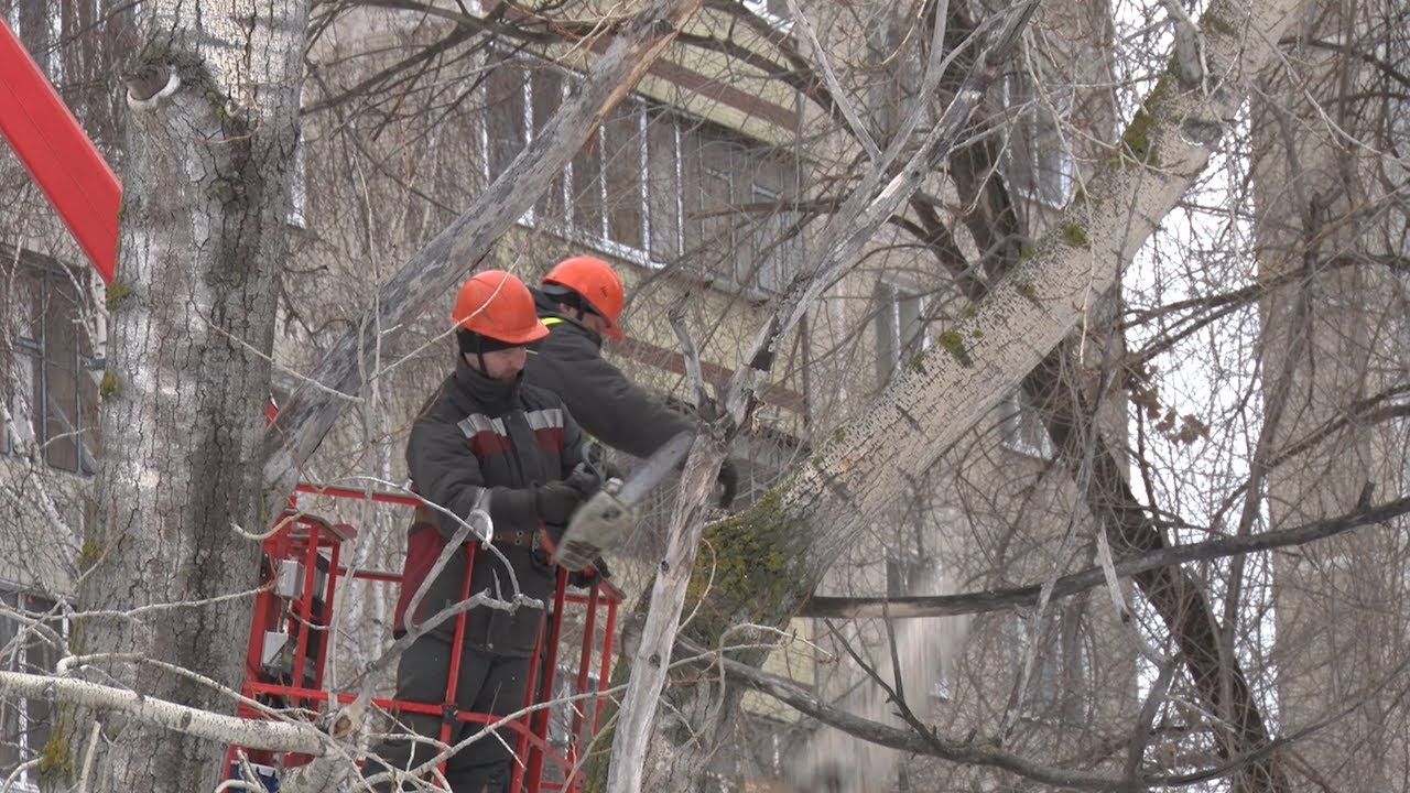 Бензопилами по флоре: в Ульяновске спиливают аварийные деревья