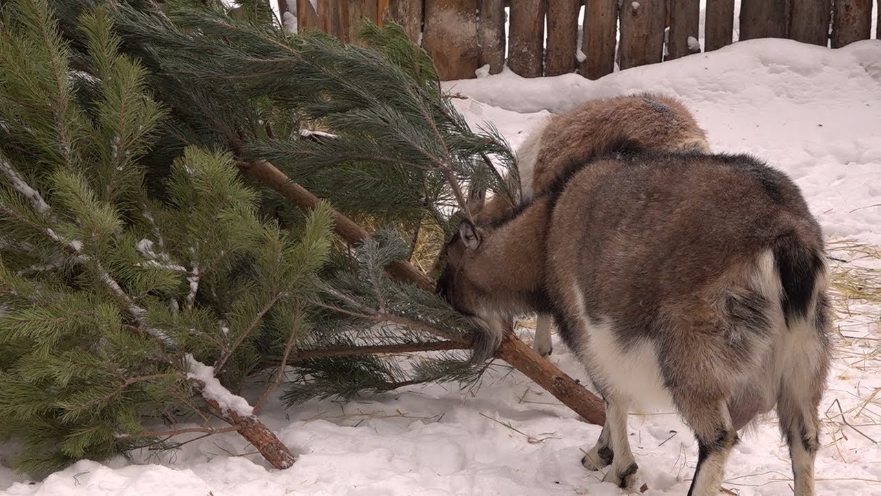 Витамины в зоопарк: новогодние ёлки идут на корм животным