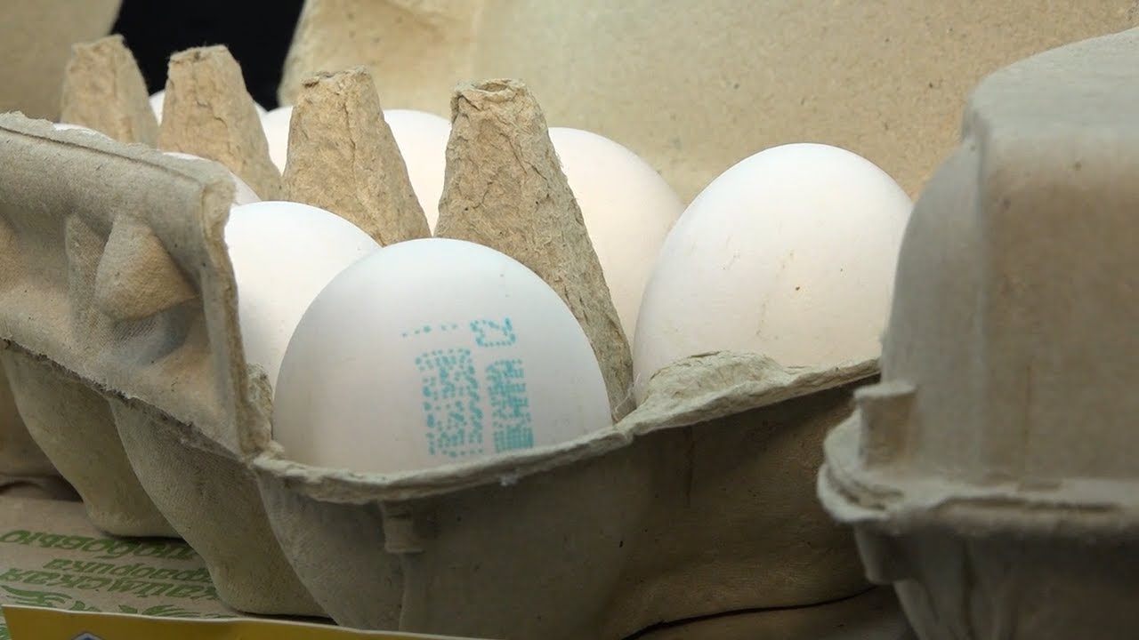 Клещи атакуют россиян, приоритет-2030, цены на яйца