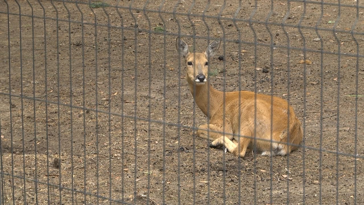 Городская прогулка лося